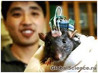 Крысы-киборги могут осязать инфракрасный свет