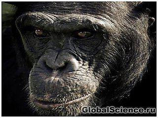 Шимпанзе с человеческим выражением лица