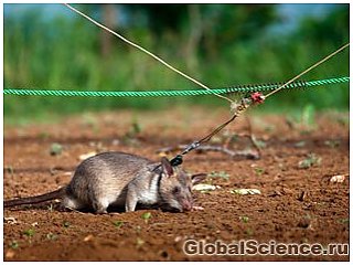 Дрессированные крысы помогли обнаружить 2400 мин