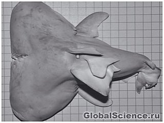 У Флориді рибалка зловив акулу з двоголовим ембріоном всередині 