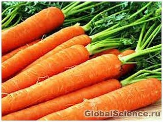 Вчені: моркву корисно їсти при раку простати 