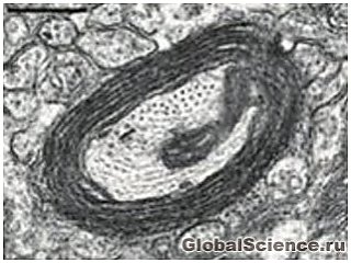 Звичайні клітини шкіри перетворені на функціональні клітини мозку 