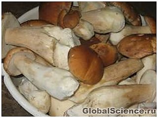 Белые грибы помогают худеть
