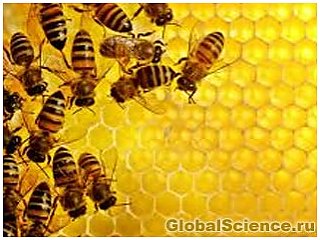 Світовий голод настане через загибель бджіл 