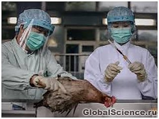 ВОЗ обеспокоена новым вирусом птичьего гриппа H7N9
