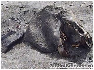Загадочное 10-метровое морское чудовище обнаружено на побережье Новой Зеландии