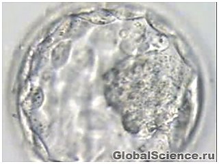 Учёные впервые клонировали человеческий эмбрион