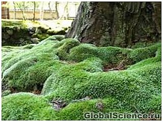 Ученые Канады оживили 400-летний мох