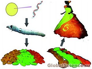 Генетически модифицированный тутовый шелкопряд создаёт светящийся шёлк