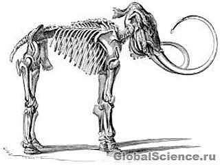 В Італії розкопали скелет мамонта віком 1 млн років 