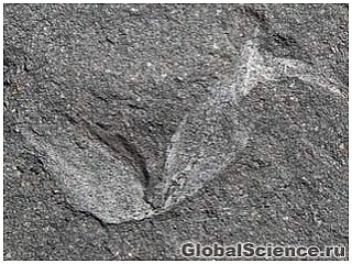 Ученые обнаружили ископаемые самого древнего обитателя земли