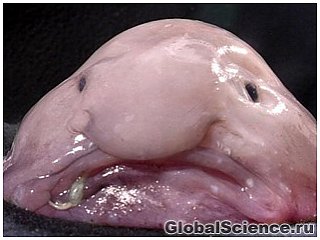 Риба-крапля визнана самим потворним тваринам у світі 