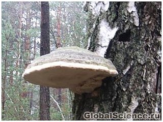 В Сибири найдены грибы с противовирусным эффектом