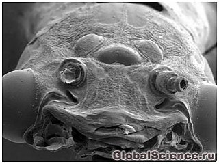 В водопроводе Нового Орлеана обнаружена пожирающая мозг амеба