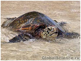 В водах Сальвадора массово гибнут черепахи