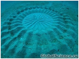 Найдены создатели загадочных кругов на дне океана