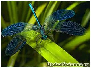 Крылья стрекозы вдохновили ученых на создание бактерицидного нанопокрытия