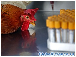 Учеными обнаружен опасный и очень заразный штамм птичьего гриппа