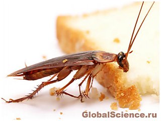 Учеными найдена родина тараканов