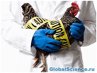 В Канаде зарегистрирован случай с летальным исходом от птичьего гриппа H5N1
