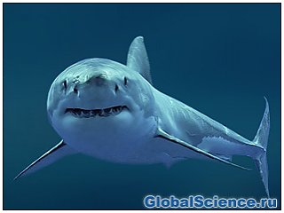 Белая акула живет гораздо дольше, чем считалось ранее