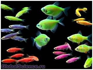 Найдено 180 видов светящихся рыб