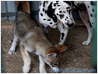 Генетиками расшифрован геном собак и волков