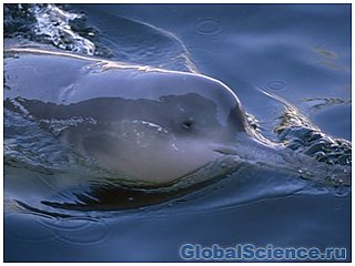 Речные дельфины найдены  впервые за 100 лет в Бразилии