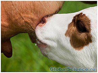 На ежедневный объем даваемого коровами молока большое влияние оказывает пол теленка