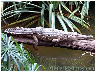 Учеными выяснена причина, по которой крокодилы лезут на деревья