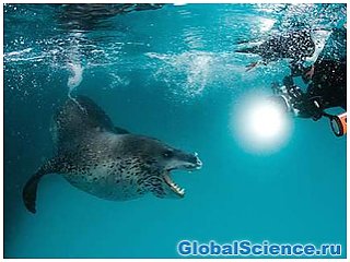 В Австралии усыпили редкого морского леопарда