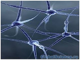 Нервные клетки, как оказалось, могут восстановиться