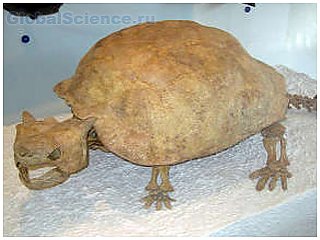 Кость гигантской черепахи через 160 лет собрана