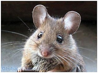 Ученые пояснили, почему человек не схож с мышью