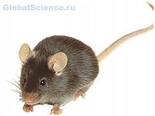 Сибирскими учеными начата работа по созданию новых растений с генами мышей