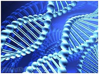 Учеными создан организм с тремя парами ДНК
