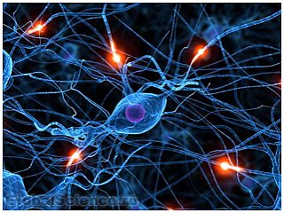 Учеными доказан факт восстановления нервных клеток