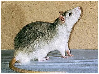 Крысы переживают по поводу неверно принятых решений
