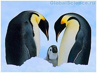 У императорских пингвинов имеется прекрасная способность к адаптации