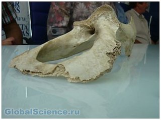 Найденная на Урале кость пролежала 14 лет в хранилище