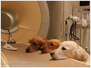 У собак и людей голосовые области мозга находятся в одном и том же месте
