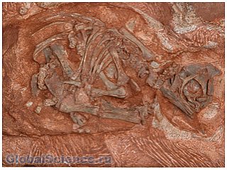Обнаружен ранее неизвестный вид доисторических животных