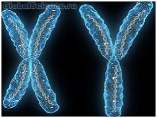 Сколько жить мужчинам скажет Y-хромосома