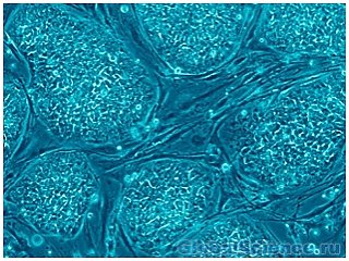 Стволовые клетки показывают удивительные свойства поглощения