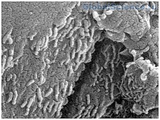 На метеорите с Марса обнаружена клеточная структура