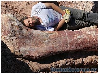 В Аргентине обнаружили скелет динозавра