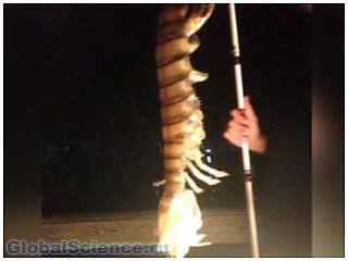 В США рыбаку попалась опаснейшая полуметровая креветка-богомол