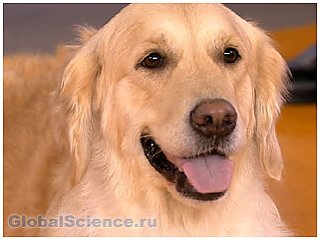 Собаки определяют на нюх рак простаты с точностью в целых 98 процентов
