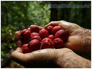 Исследователи считают, что тропический плод поможет в лечении рака