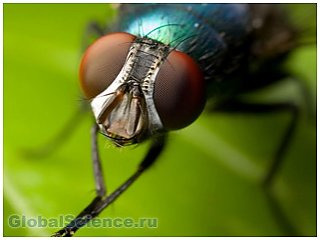 Обычные мухи  вылечат многие болезни